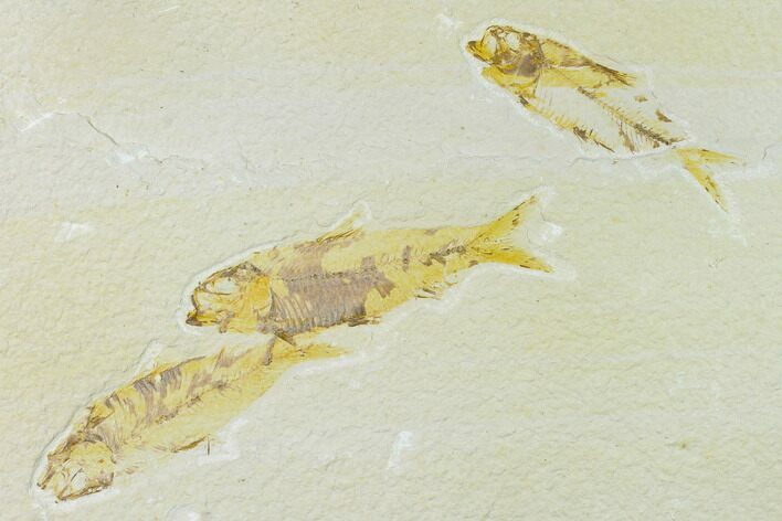 Trio of Fossil Fish (Knightia) - Green River Formation #138625